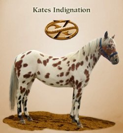 Kates Indignation