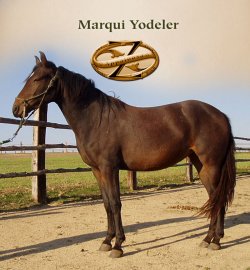 Marqui Yodeler