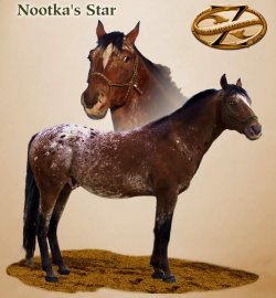 Nootka's Star