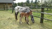Neues Fohlen