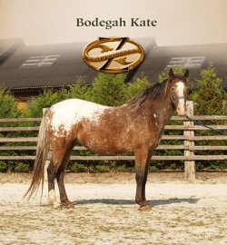 Bodegah Kate