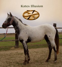 Kates Illusion