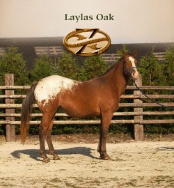 Laylas Oak