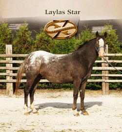 Laylas Star