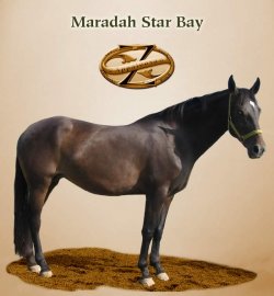 Maradah Star Bay