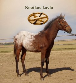 Nootkas Layla