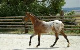 O plemenu Appaloosa