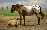 O plemenu Appaloosa