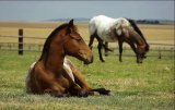 O plemenu Appaloosa