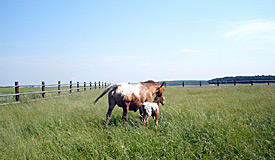 Appaloosa Ranč Lažínky