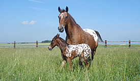 Appaloosa Ranč Lažínky